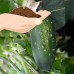 Straight Eight Cucumber Garden Seeds - 3 Gram Packet - Non-GMO, Heirloom Vegetable Gardening Seeds - AAS Award Winner   565458863